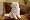 Fur Real Friends - Cat