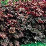 Palace Purple Coral Bells 25 Perennial Plants - Shade