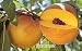 Suncrest Peach Tree Five Gallon