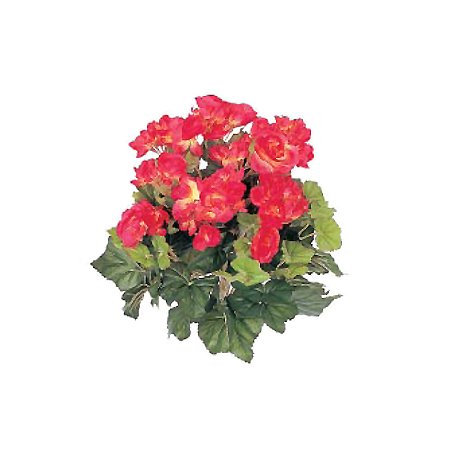 【人工植物】ベゴニア　レッド 