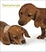   - Dachshunds 2009 Hardcover Weekly Engagement Calendar