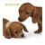 Dachshunds 2009 Hardcover Weekly Engagement Calendar