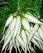 Koren - radish seed packet