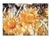 Sunflowers Art Poster Print by Christian Rohlfs, 29x23