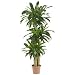 Nearly Natural 6584 Corn Stalk Dranaena Silk Plant (Real Touch)