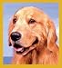 golden_retriever27golden retriever - Golden Retriever Portrait Bookmark