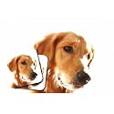 Little Gifts Golden Retriever Mousepad & Coasters Set