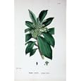 BOTANY PLANTS c1902 SPURGE LAUREL DAPHNE LAUREOLA
