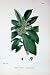 Botany Plants C1902 Spurge Laurel Daphne Laureola