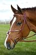 HDR HDR Pro Figure 8 Bridle