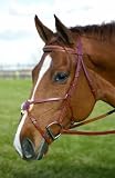 HDR HDR Pro Figure 8 Bridle