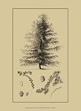Arbor Study VI - Artist: Vision Studio - Art Print Poster - With a Black Wood Frame - Image Size: 6.50 by 11.00 inches Art Print Poster - With a Black Wood Frame