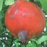 ザクロ：アークデニス（種なしザクロ）5号ポット[注目のヘルシー・フルーツ][苗木]