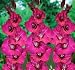5 Perennial 'Fidelio' Gladiolus Flower Bulbs
