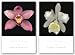 Cattleya and Cymbidium Set by Harold Feinstein 24
