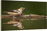 Box Canvas Print of Hawfinch - Bathing in forest pool from Ardea