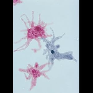 Amoeba proteus Microscope Slide