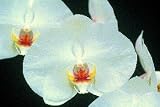 Dtps Winter Clouds x (Phal Lillian Willing x Dtps Winter Crane)