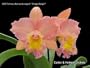 Cattleya Alliance Bare Root Collection