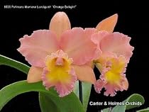 Cattleya Alliance Bare Root Orchid Collection