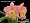 Cattleya Alliance Bare Root Orchid Collection