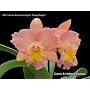 Cattleya Alliance Bare Root Orchid Collection