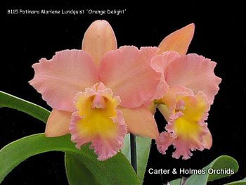Cattleya Alliance Bare Root Orchid Collection