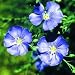 Blue Flax