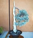 Arizona Cypress 15 Seeds - Cupressus - Bonsai