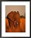 African Elephant Eating Grass National Geographic Collection Framed Art Poster Print by Beverly Joubert, 18x22
