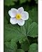Photographic Prints of DAD-1791 Anemone x hybrida Alba Dura - Shallow cup-shaped flowers that appear from Ardea Wildlife Pets