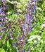 Garden Perennial-Salvia forskaohlii P9 Unusual Hardy Plant