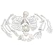 3B Scientific A05/1 Disarticulated Full Human Skeleton with 3 Part Skull, 19.1" x 10.6" x 16.7"
