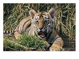 A Young Tiger Lays in the Grass with an Open Mouth, Tigers Photographic Poster Print by Roy Toft, 24x18