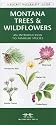 Montana Trees & Wildflowers: An Introduction to Familiar Species (State Nature Guides)