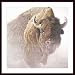 Chief (detail), Art Poster by Robert Bateman, with Wood Frame, poster size: 26