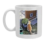Photo Mug of JD-20868 CAT. Cat sitting by a plant pot outside its cat flap from Ardea