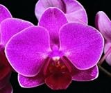 Phal San Luca 