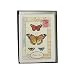 Botanical Butterflies Thank You Cavallini Boxed Cards and Envelopes in keepsake tin set of 10 with vintage look