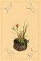 Art Poster, Daylily, Miscanthus, Japanese Glove Flower, and Patria Scabiasaegolia - 18.75 x 27.5