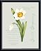 Barrett Browning, Framed Art Print by Franco