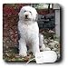 sheepdog13 - Dogs Old English Sheepdog Old English Sheepdog Mouse