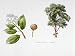 Rhopalocarpus Louvelii, Plant with Flowers, Foliage and Fruit, Illustration Photographic Poster Print, 12x16
