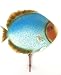 41ERRMeek0L. SL75  Helpful Tips for Choosing a Healthy Betta Tropical Fish