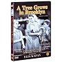 A Tree Grows in Brooklyn (Import, All Regions)