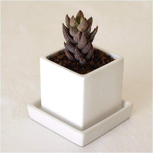 solxsol 多肉植物 cube pot x 九輪塔Haworthia reinwardtii var. chalwinii 器のサイズ：幅60×奥行60×高さ60(mm) 11201