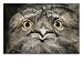 Close View of the Face of a Tawny Frogmouth Bird Photographic Poster Print by Jason Edwards, 24x18