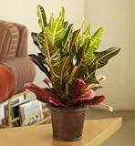 Croton