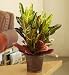 Croton