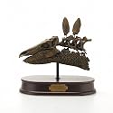 Stegosaurus Skull Model, Scale 1/4